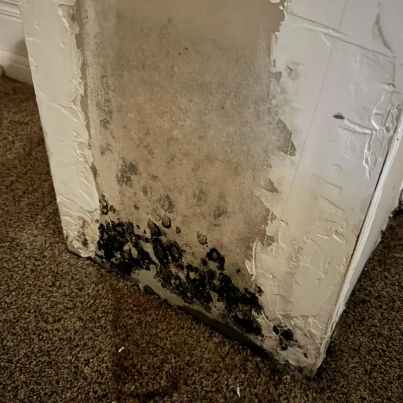 Professional Mold Removal in Frewsburg, NY